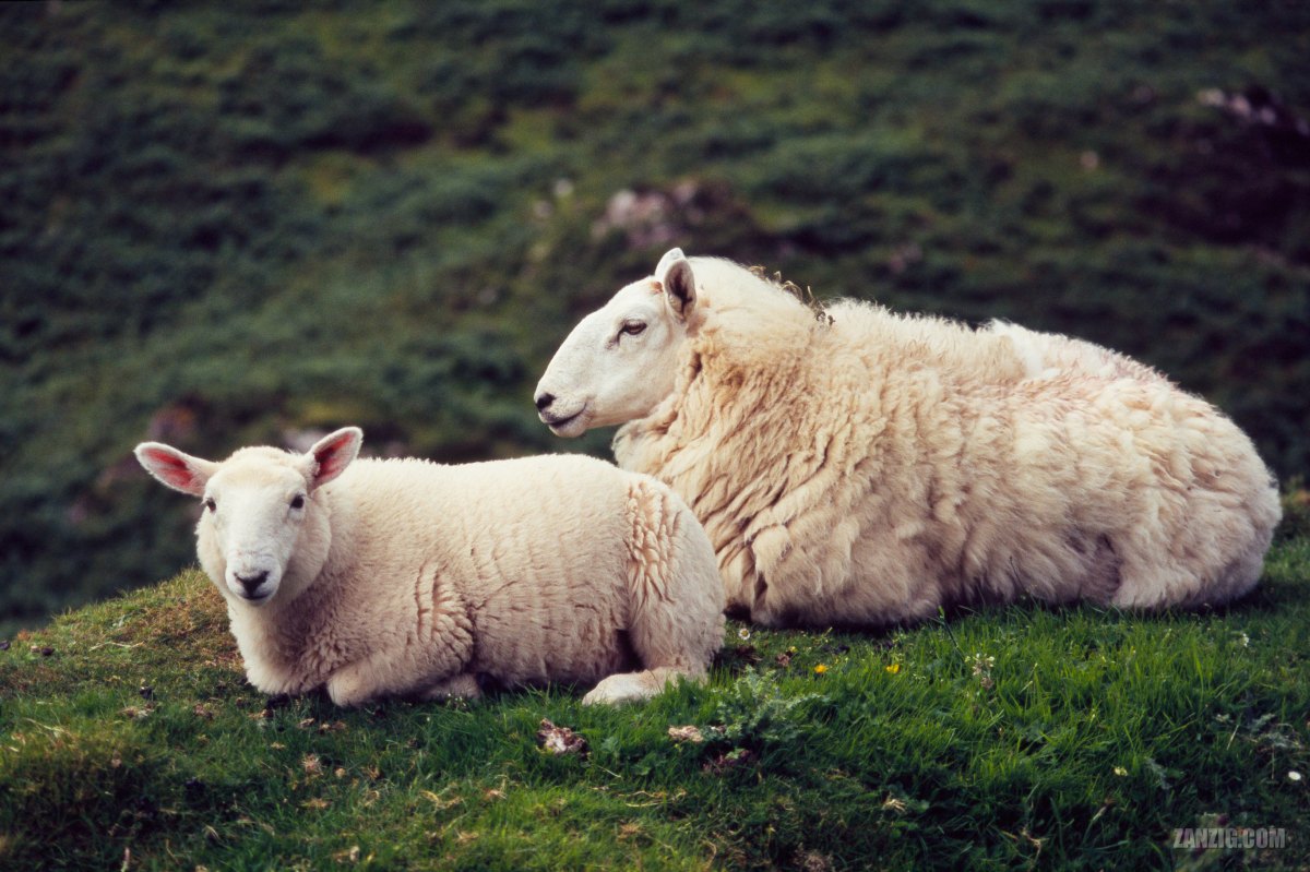Sheep, Isle of Skye, Scotland